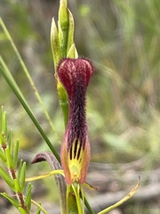 Cryptostylis hunteriana