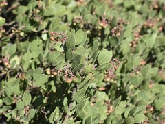 Arctostaphylos montereyensis