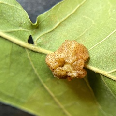 Andricus nigricens