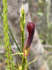 Cryptostylis hunteriana