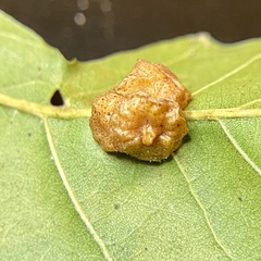 Andricus nigricens