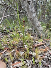 Cryptostylis hunteriana
