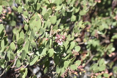 Arctostaphylos montereyensis