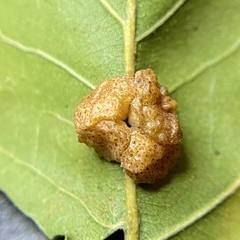 Andricus nigricens