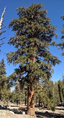Pinus balfouriana
