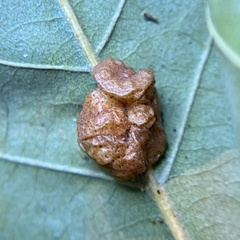 Andricus nigricens