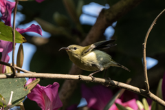 Aethopyga christinae