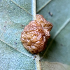 Andricus nigricens