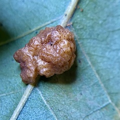Andricus nigricens