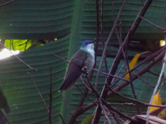 Saucerottia cyanocephala