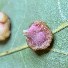 Andricus nigricens