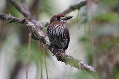 Micromonacha lanceolata