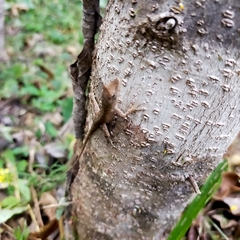 Anolis nebulosus