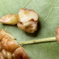 Andricus nigricens