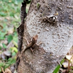 Anolis nebulosus
