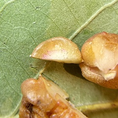 Andricus nigricens