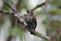 Micromonacha lanceolata