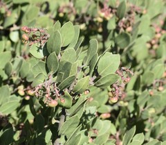 Arctostaphylos montereyensis