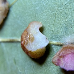 Andricus nigricens
