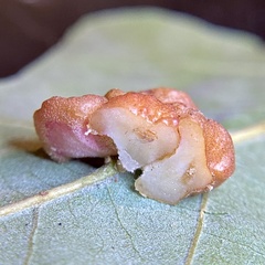 Andricus nigricens