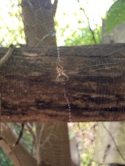 Araneae