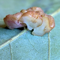 Andricus nigricens