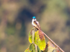 Saucerottia cyanocephala