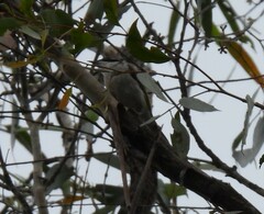 Melithreptus albogularis