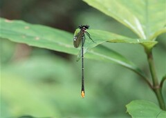 Allocnemis leucosticta