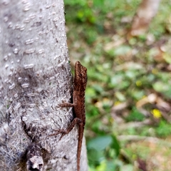 Anolis nebulosus
