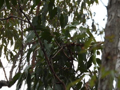 Melithreptus albogularis