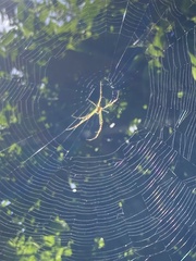 Araneae