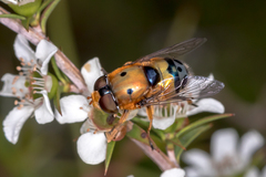 Austalis pulchella