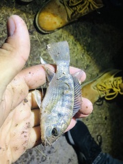 Oreochromis niloticus