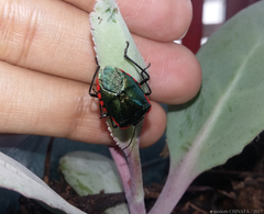 Rhyssocephala macdonaldi