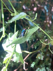 Diptera