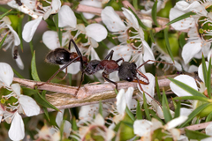Myrmecia pulchra