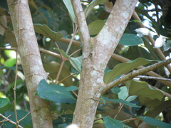 Miconia argentea
