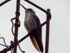 Saucerottia cyanocephala