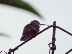 Saucerottia cyanocephala