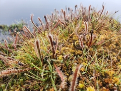 Drosera arcturi