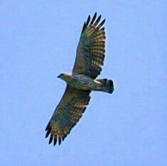 Nisaetus cirrhatus limnaeetus