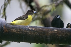 Ramphocelus flammigerus