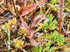 Drosera arcturi