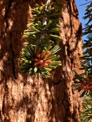 Pinus balfouriana