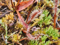 Drosera arcturi