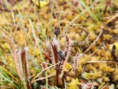 Drosera arcturi