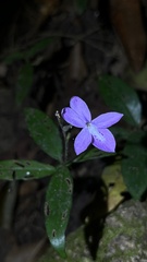 Pseuderanthemum