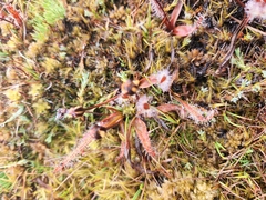 Drosera arcturi