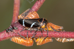 Eurymeloides bicincta
